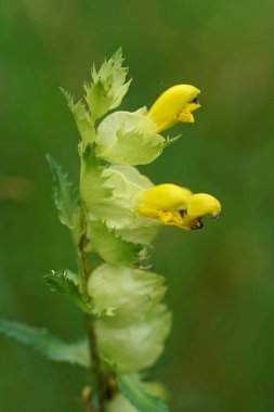 Sarı çiçekli sarı çıngıraklı yılan, Rhinanthus angustifolius, bir kök-parazit bitkisi.