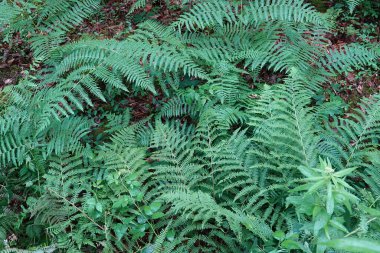 Bracken eğreltiotu, Pteridium aquilinum 'un yeşil yaprakları üzerine doğal yakın çekim