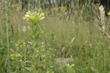 Avrupa 'da çiçek açan sarı bartsia ya da salgı bezi otuna doğal olarak yakın plan, tarlada ebeveyn viskozası