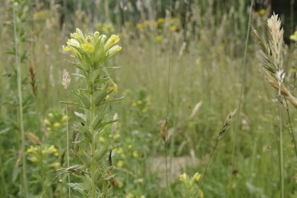 開花中のヨーロッパの黄色のバルトシアまたは雑草の自然な閉鎖 フィールド内のParentucellia Viscosa — ストック写真