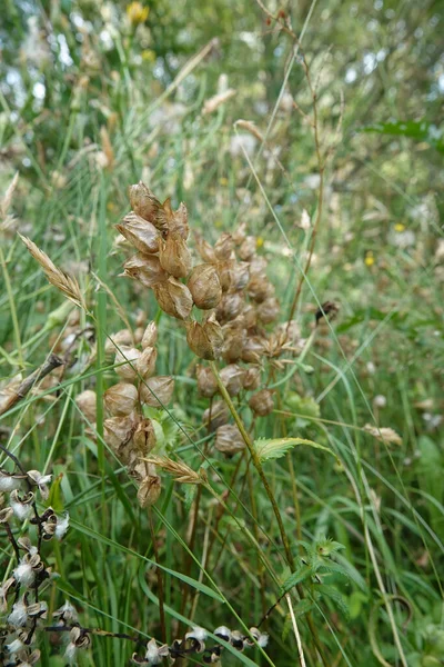 より大きな黄色のラトルの乾燥した種子箱上の自然な閉鎖 根系寄生植物であるRhinanthus Angustifolius — ストック写真