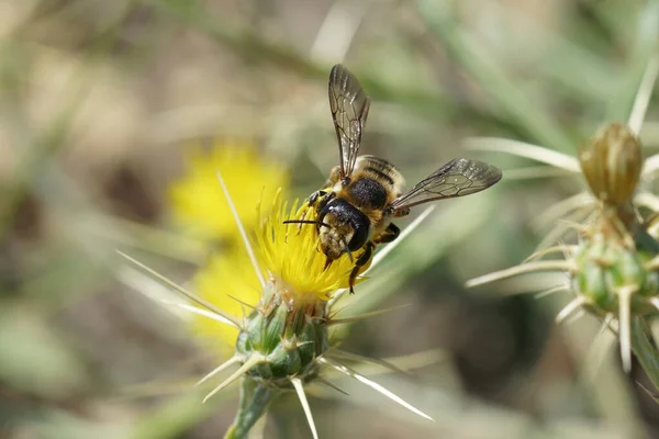 Крупным Планом Крупным Планом Крупной Цветной Белой Пчелы Megachile Albisecta — стоковое фото