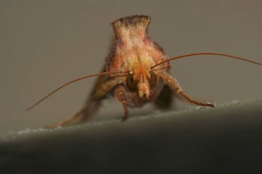 Plusia festucae 'de, altın benekli baykuş güvesinin ayrıntılı ön planı.