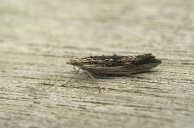 Küçük kanca ucu ya da lekeli mikro güve, ahşap üzerinde oturan Ypsolopha scabrella hakkında detaylı bilgi.