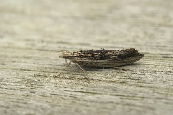 stock image Detailed closeup on he small wainscot hooktip or smudge micro moth, Ypsolopha scabrella sitting on wood