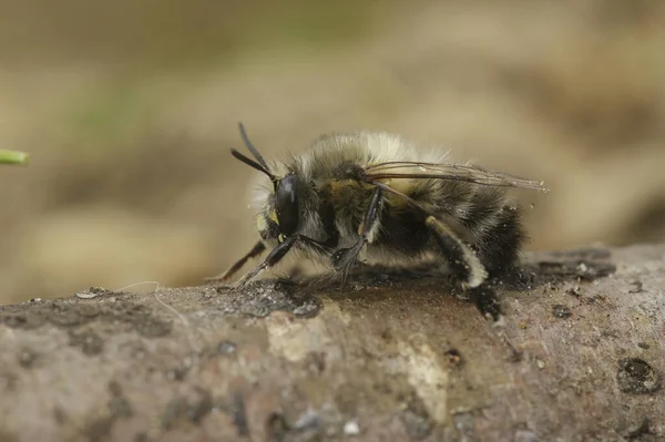 Naturalne Zbliżenie Samca Owłosionej Pszczoły Kwiatowej Anthophora Plumipes Siedzi Pniu — Zdjęcie stockowe