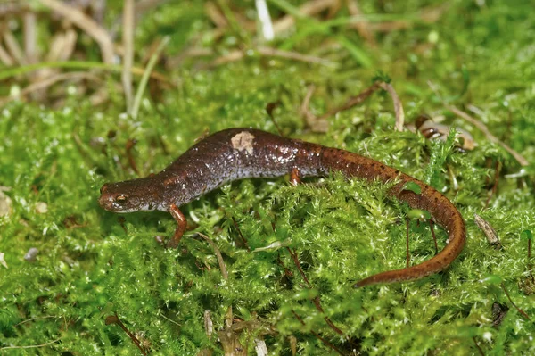 Closeup Corpo Inteiro Uma Salamandra Foer Toed Adulto Hemidactylium Scutatum — Fotografia de Stock