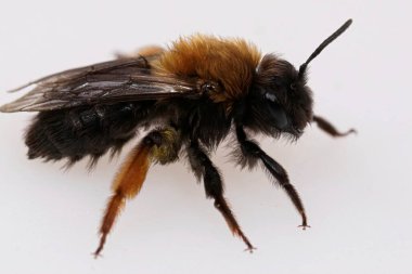 Clarke 'ın maden arısı Andrena clarkella' nın beyaz arka planda erken ortaya çıkan dişi arı hakkında detaylı bilgi.