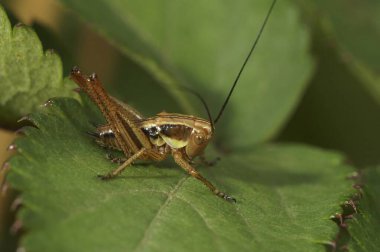 Roesel 'in çalılık cırcırböceği, Roeseliana Roeselii, ormanda yeşil bir yaprağın üzerinde oturuyor.