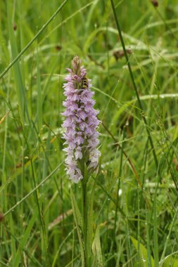 Yaygın benekli orkide olan Dactylorhiza fuchsii 'nin doğal yakın çekimi.