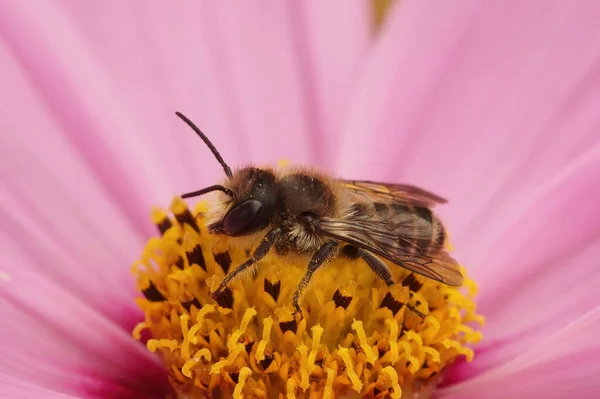 stock image Natural closeup on a male Patchwork leafcutter bee, Megachile centuncularis on a pink Cosmos bipennatus flower