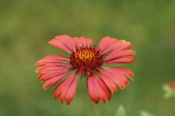 Natural Colorful Closeup Bright Red Flower Irewheel Blanket Flower Gallardia — Stock Photo, Image
