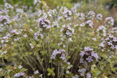 Geniş açı, yumuşak mor çiçekli bir kekik ya da kekik, Thymus vulgaris 'e yakın çekim