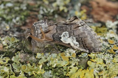 Detailed closeup of the rare figure of eight owlet moth, Diloba caeruleocephala on wood clipart