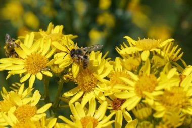 Gri bantlı maden arısı, Andrena denticulata ev sahibi bitki, sarı çiçekli paçavra, Jacobaea vulgaris