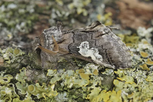 Detailed Closeup Rare Figure Eight Owlet Moth Diloba Caeruleocephala Wood — Stock Photo, Image