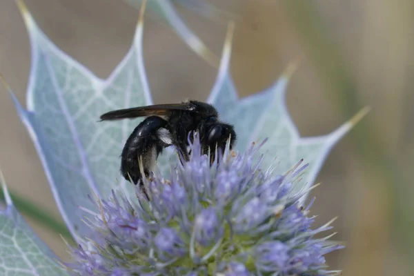 Natural Closeup Rare Endangered Black Mining Bee Andrena Pilipes Blue — Stock Photo, Image