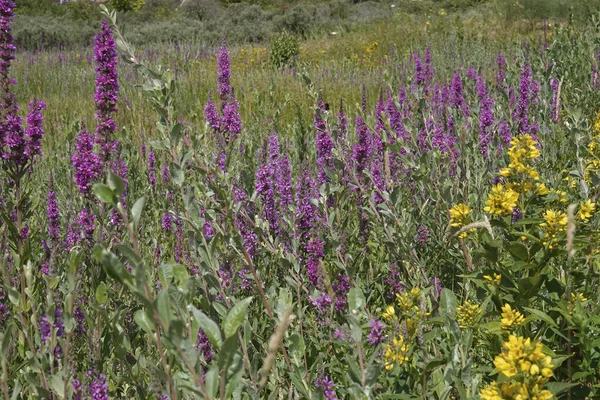紫と黄色の緩んだ自然色鮮やかな野の花の風景 晴れた日にリュスラムのサリチアとリュシマキアのハゲワシ — ストック写真