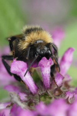 Tüylü bir erkek tarla guguk kuşu, Bombus kampüsü mor bir çiçeğin üzerindeki yaban arısı paraziti üzerine doğal renkli yakın plan.