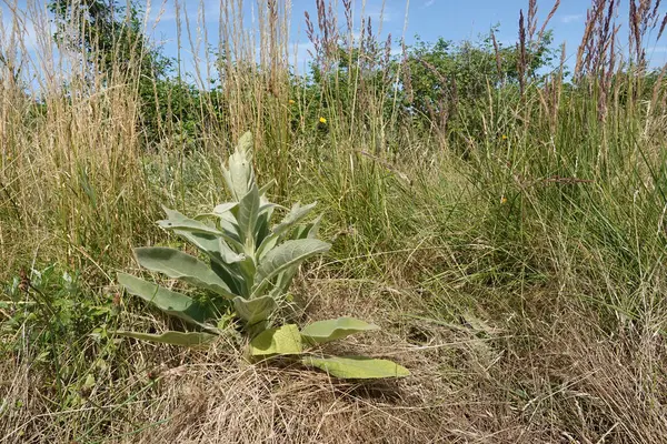 乾燥した草の植生における孤立した孤独な大きな葉のムレーンの野生の花 Verbas兼植物上の自然閉鎖 — ストック写真