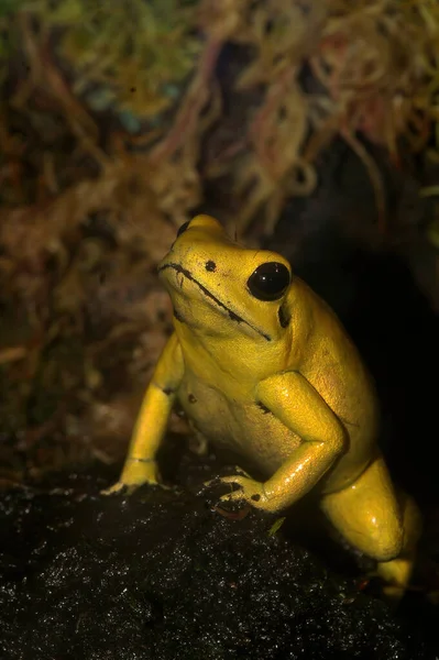在世界上毒性最强的脊椎动物上垂直生长着五彩斑斓的金丝雀蛙 树蛙或金丝雀 — 图库照片