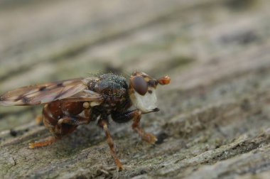 Kalın başlı bir sineğin doğal yakın çekimi, Benekli Kanatlı Bahar Arısı Yakalayıcısı, Myopa Tessellatipennis, yalnız arıların, ağaçların üzerindeki bir parazit