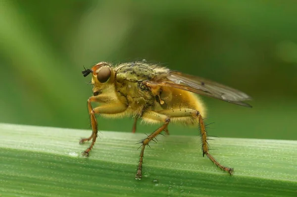 Natural Detailed Close Hairy Yellow Dung Fly Scathophaga Stercoraria Sitting — Stock Photo, Image