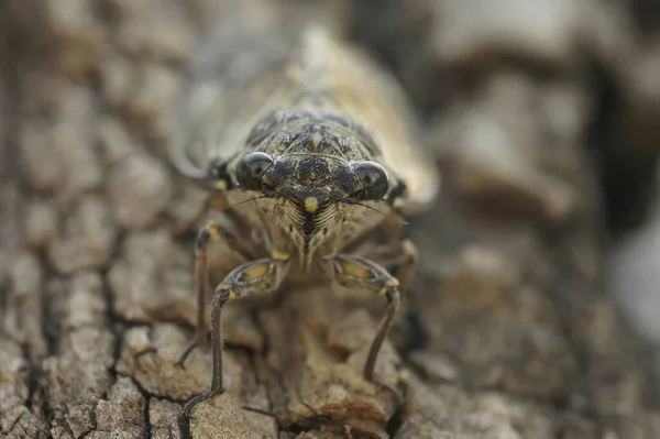 Naturalne Zbliżenie Czołowe Morzu Śródziemnym Common Cicada Lyristes Plebeja Siedzi — Zdjęcie stockowe