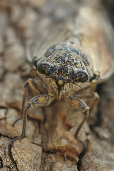 Természetes Frontális Közelkép Földközi Tenger Közös Cicada Lyristes Plebeja Egy — Stock Fotó