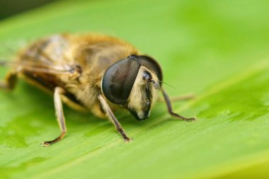 Yaygın bir İHA sineğinin detaylı yüz görüntüsü, yeşil bir yaprağın üzerinde oturan Eristalis Tenax.