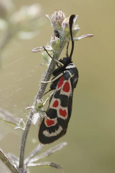 カラフルな赤と青の金属色の日記プロバンスの巣の蛾 Zygaena Ocitanica上の自然閉鎖 — ストック写真