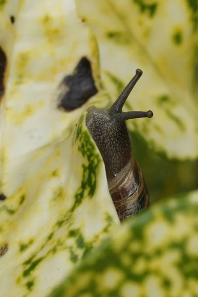 Φυσικό Κάθετο Κοντινό Πλάνο Στο Κοινό Σαλιγκάρι Κήπου Σαλιγκάρι Κήπου — Φωτογραφία Αρχείου
