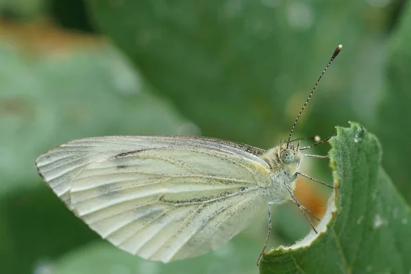 緑に覆われた白の自然閉鎖 ピエリス ナピは植生の閉じた翼で座っている — ストック写真
