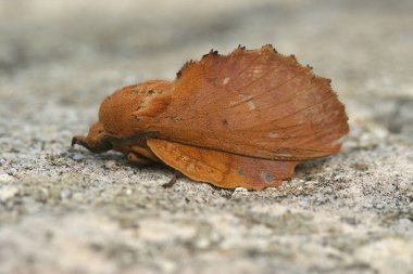 Gastropacha quercifolia adındaki tuhaf görünüşlü güve, bir taşın üzerinde oturuyor.