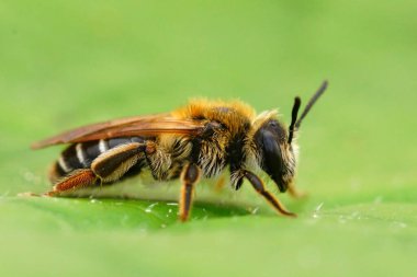 Dişi bir madenciye doğal olarak yakın plan, Andrena Dorsata, bir yaprağın üzerinde oturuyor.