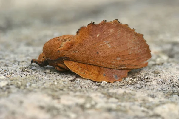 Detailed Closeup Odd Looking Lappet Moth Gastropacha Quercifolia Sitting Stone — Stock Photo, Image