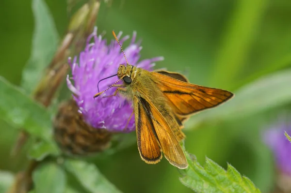 stock image Natural closeup on a European Large skipper butterfly ,Ochlodes sylvanus