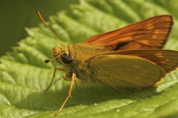 Natural Closeup European Large Skipper Butterfly Ochlodes Sylvanus Sitting Green — Stock Photo, Image