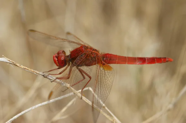 Natural Closeup Brigh Red Male Common Scarlet Darter Crocothemis Erythraea — Stock Photo, Image