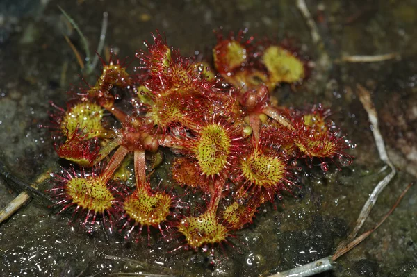 stock image Natural closeup on a rare carnivorous Round-leaved sundew, Drosera rotundifolia plant