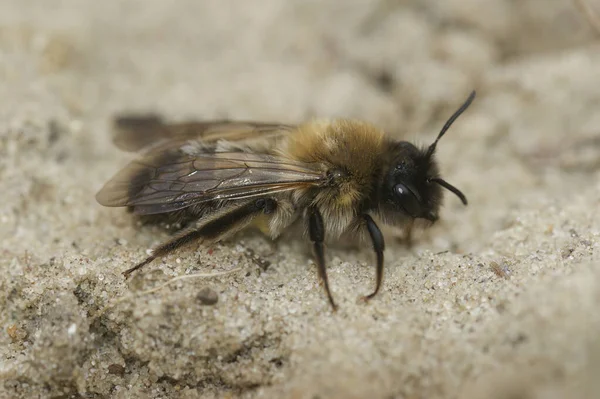 Естественный Крупный План Самки Исчезающей Никтемеральной Горной Пчелы Андрены Никтемеры — стоковое фото