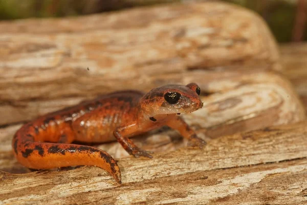 Natürliche Nahaufnahme Auf Einem Farbenfrohen Roten Ensatina Eschscholtzii Salamander Aus — Stockfoto