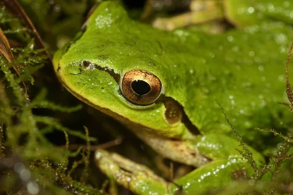 Φυσικό Closeup Ένα Χαριτωμένο Πράσινο Ειρηνικός Treefrog Pseudacris Regilla Κάθεται — Φωτογραφία Αρχείου