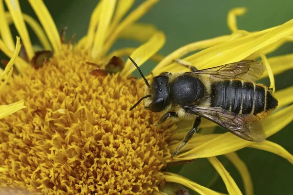 Естественный Крупный План Женской Лоскутной Листорезке Одинокая Пчела Megachile Centuncularis — стоковое фото