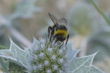 Mavi bir sahil eryngo çiçeğinin üzerinde oturan tüylü beyaz kuyruklu yaban arısı, Bombus lucorum 'un detaylı görüntüsü.