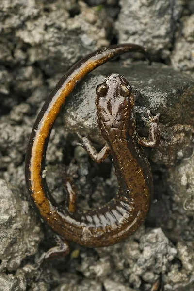 Natuurlijke Close Een Volwassen Plethodon Dunni Dunn Longloze Bossalamander Zittend — Stockfoto
