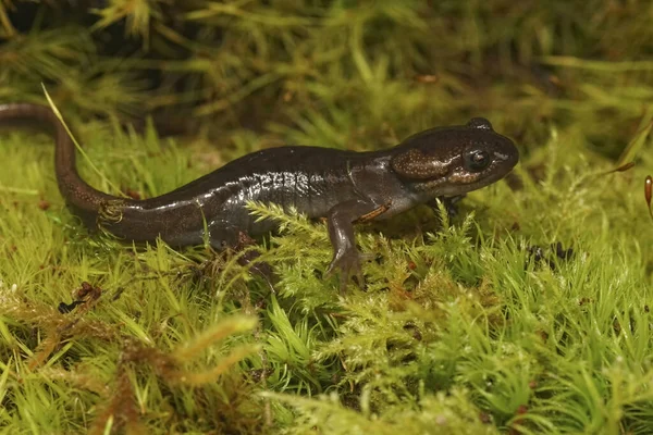 Primer Plano Natural Una Salamandra Juvenil Del Noroeste Ambystoma Gracile — Foto de Stock