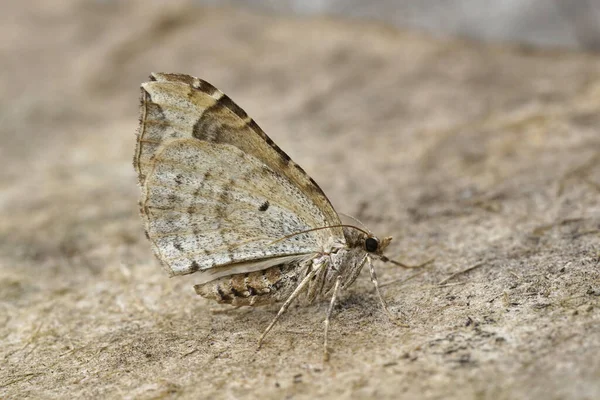 ヨーロッパのフェニックスの幾何学的蛾の詳細な閉鎖 木製の閉じた翼を持つユーリこのプルナータ — ストック写真