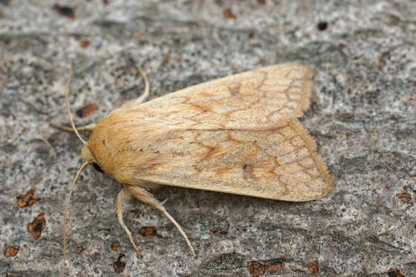 Detailed Close Seup Delicate Owlet Moth Mythimna Vitellina Sitting Wood — стоковое фото