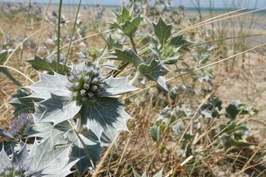 Mavi çiçekli deniz kenarı eryngo, Eryngium maritimum doğal açıdan geniş açılı.